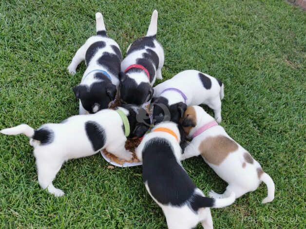 Jack Russell Puppies for sale in Maidstone, Kent - Image 2