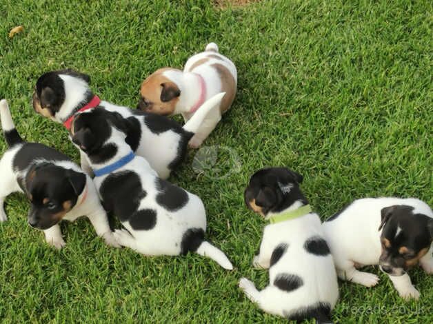 Jack Russell Puppies for sale in Maidstone, Kent - Image 3