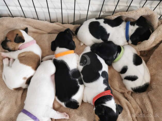 Jack Russell Puppies for sale in Maidstone, Kent - Image 4