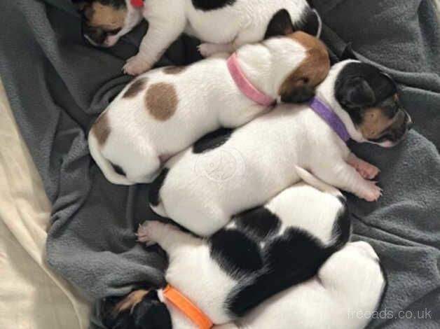 Jack Russell Puppies for sale in Maidstone, Kent - Image 5