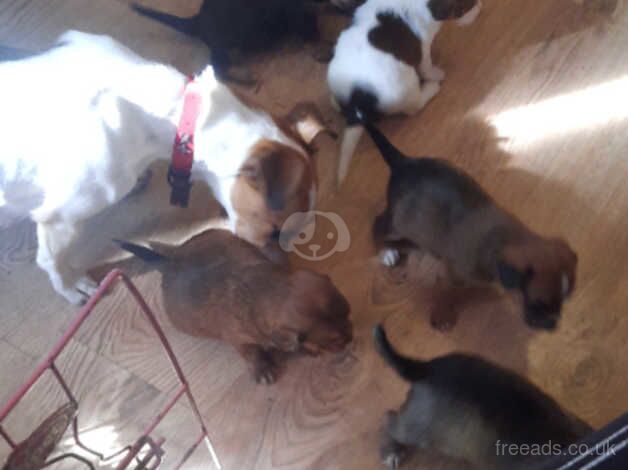 Jack Russell puppies for sale in Manchester, Greater Manchester