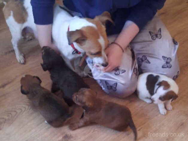 Jack Russell puppies for sale in Manchester, Greater Manchester - Image 2