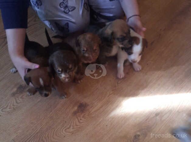 Jack Russell puppies for sale in Manchester, Greater Manchester - Image 3