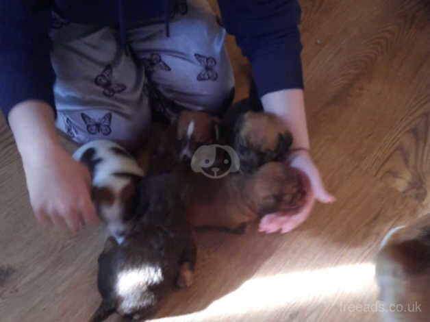 Jack Russell puppies for sale in Manchester, Greater Manchester - Image 4