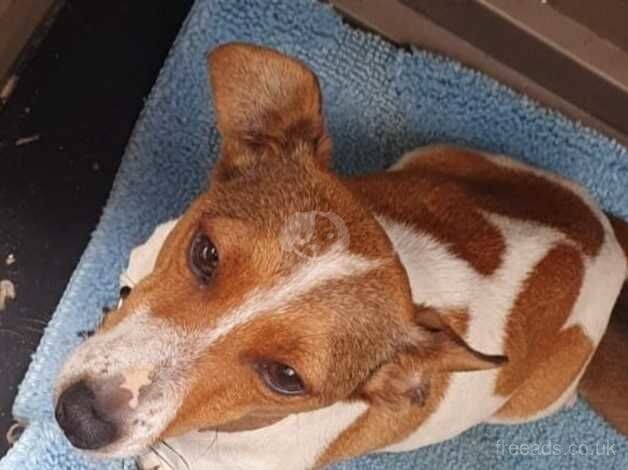 Jack russell puppies for sale in Milton Keynes, Buckinghamshire - Image 1