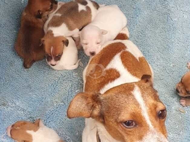 Jack russell puppies for sale in Milton Keynes, Buckinghamshire - Image 2