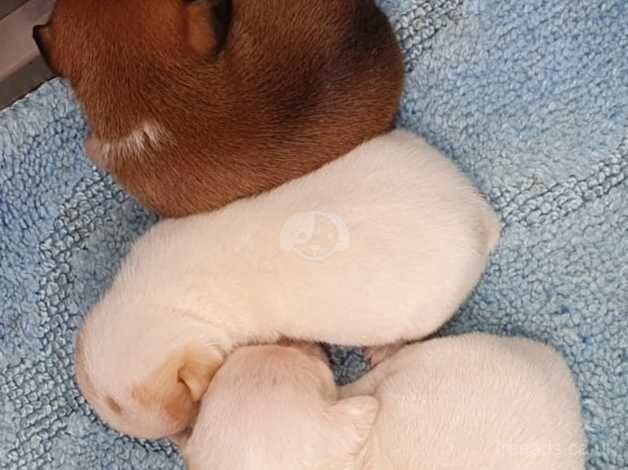 Jack Russell Puppies for sale in Buckinghamshire