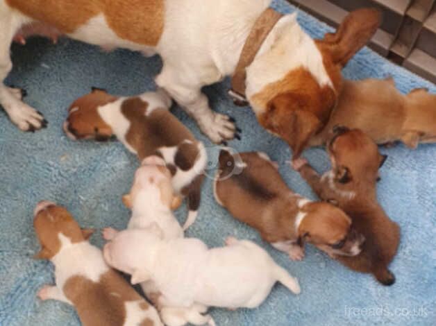 Jack Russell Puppies for sale