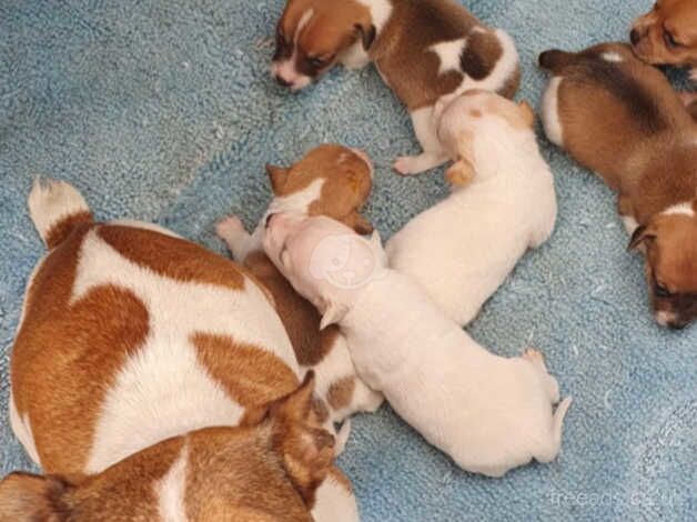 Jack russell puppies for sale in Milton Keynes, Buckinghamshire - Image 5