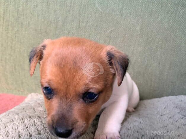 Jack Russell puppies for sale in Nantwich, Cheshire