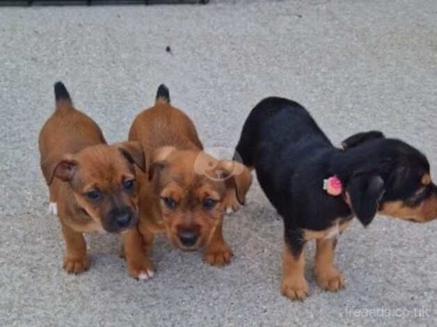 Jack Russell puppies for sale in Norwich, Norfolk - Image 1