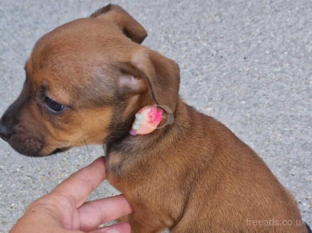 Jack Russell puppies for sale in Norwich, Norfolk - Image 3