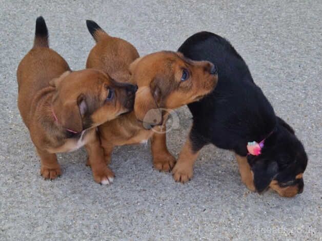 Jack Russell puppies for sale in Norwich, Norfolk - Image 4