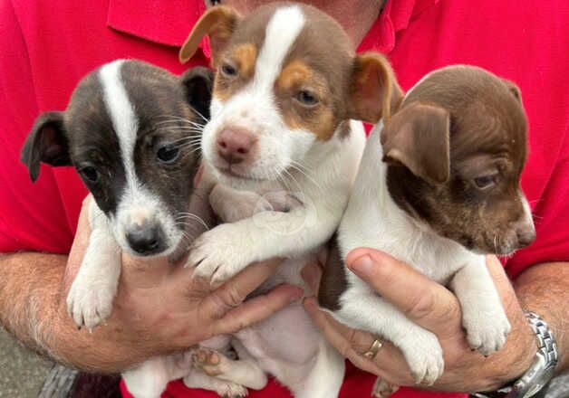 Jack Russell puppies for sale in Oxford, Oxfordshire