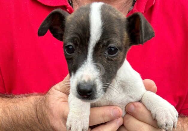 Jack Russell puppies for sale in Oxford, Oxfordshire - Image 2