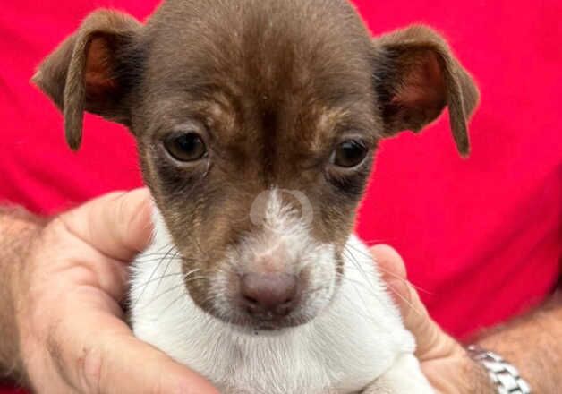 Jack Russell puppies for sale in Oxford, Oxfordshire - Image 3