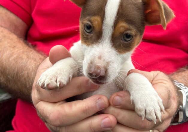 Jack Russell puppies for sale in Oxford, Oxfordshire - Image 4