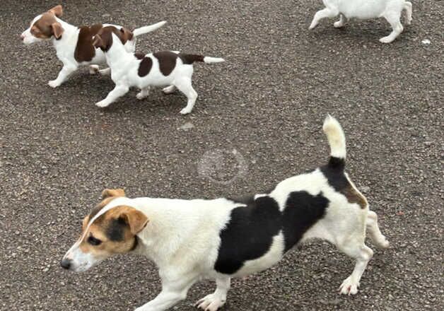 Jack Russell puppies for sale in Oxford, Oxfordshire - Image 5