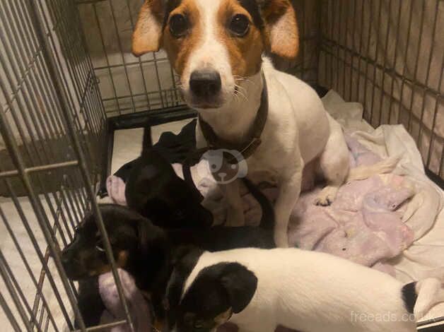 Jack Russell puppies for sale in Penmaenmawr, Conwy - Image 1