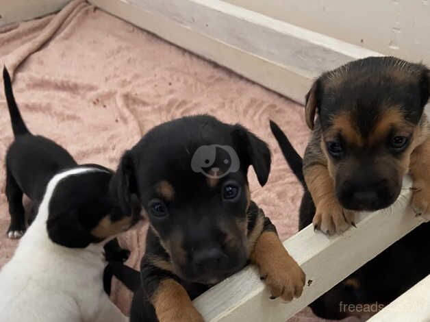 Jack Russell puppies for sale in Penmaenmawr, Conwy - Image 2