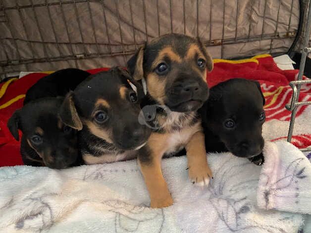 Jack Russell puppies for sale in Penmaenmawr, Conwy - Image 4