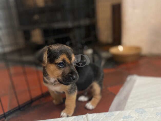 Jack Russell puppies for sale in Penmaenmawr, Conwy - Image 5