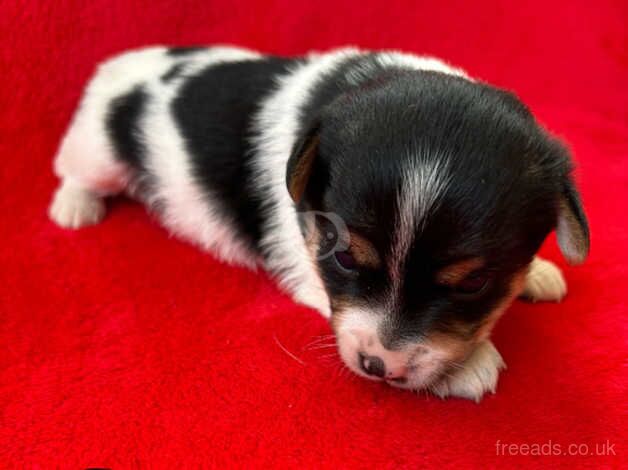 Jack Russell puppies for sale in Poole, North Yorkshire - Image 1