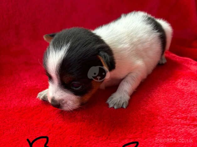 Jack Russell puppies for sale in Poole, North Yorkshire - Image 2