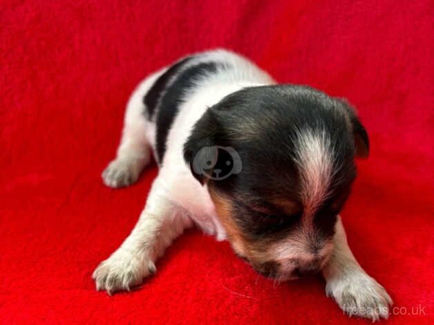 Jack Russell puppies for sale in Poole, North Yorkshire - Image 3