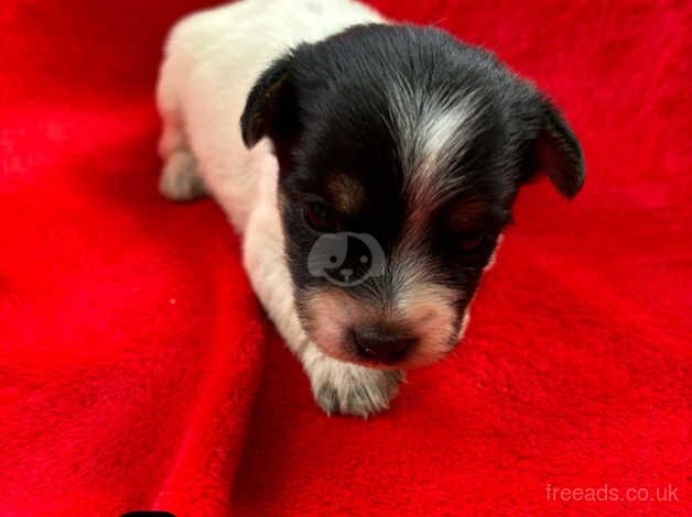 Jack Russell puppies for sale in Poole, North Yorkshire - Image 4