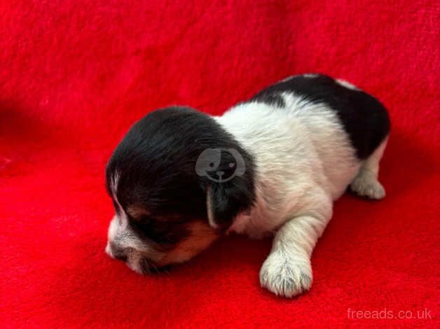 Jack Russell puppies for sale in Poole, North Yorkshire - Image 5