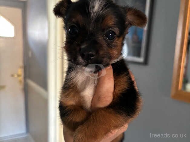 Jack Russell puppies for sale in Poole, North Yorkshire - Image 5