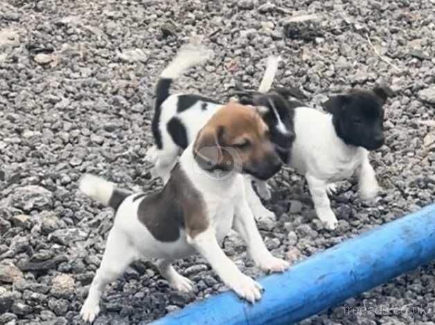 Jack Russell Puppies for sale in Preston, Lancashire - Image 1