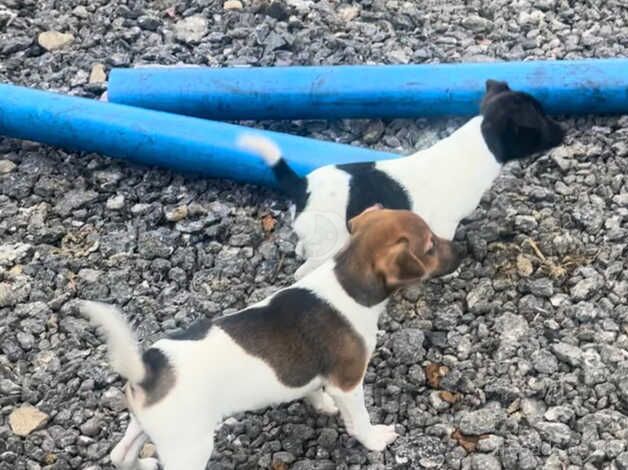 Jack Russells for sale in Preston, Lancashire