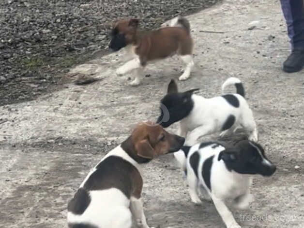 Jack Russell Puppies for sale