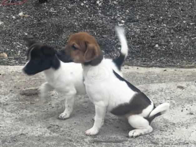 Jack Russell Puppies for sale in Preston, Lancashire - Image 5