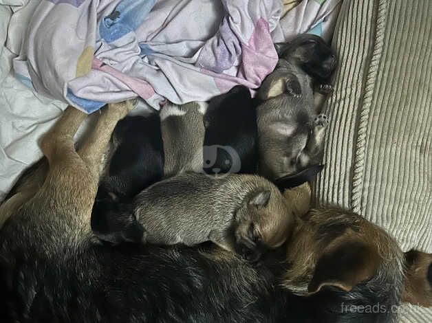 Jack Russell puppies for sale in Rochester, Northumberland