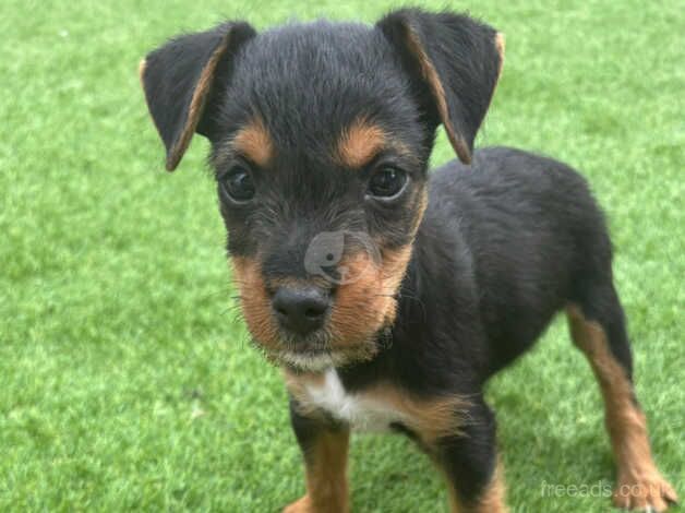 Jack Russell puppies for sale in Salisbury, Wiltshire