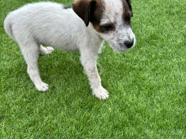 Jack Russell puppies for sale in Salisbury, Wiltshire - Image 2