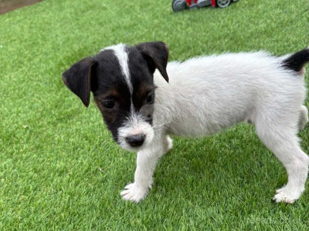 Jack Russell puppies for sale in Salisbury, Wiltshire - Image 3