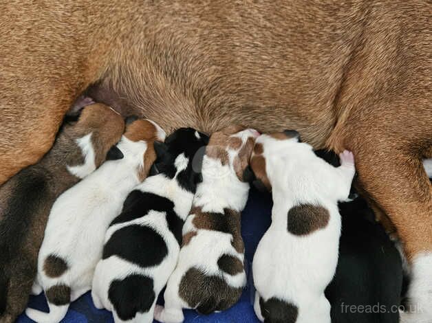 Jack russell puppies for sale in Bracknell, Berkshire