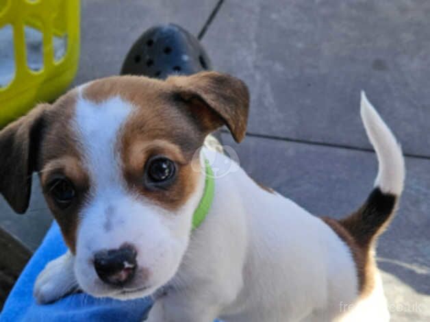 Jack Russell puppies for sale in Scarborough, North Yorkshire - Image 1