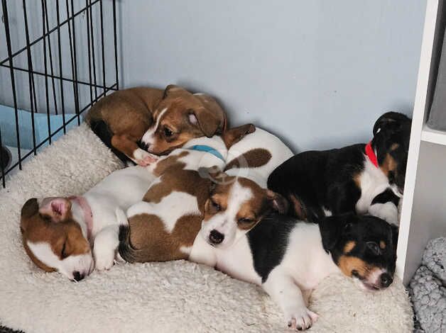 Jack Russell puppies for sale in Scarborough, North Yorkshire - Image 3