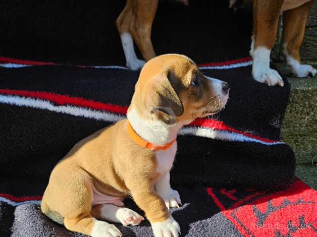 Jack Russell puppies for sale in Scarborough, North Yorkshire - Image 4