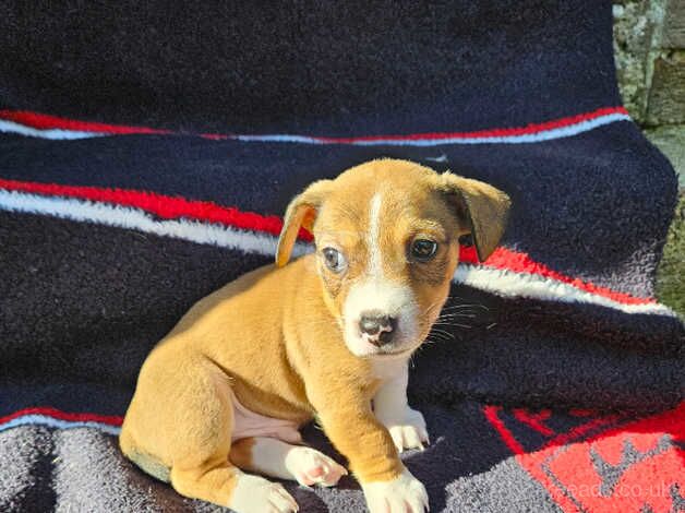 Jack Russell puppies for sale in Scarborough, North Yorkshire - Image 5