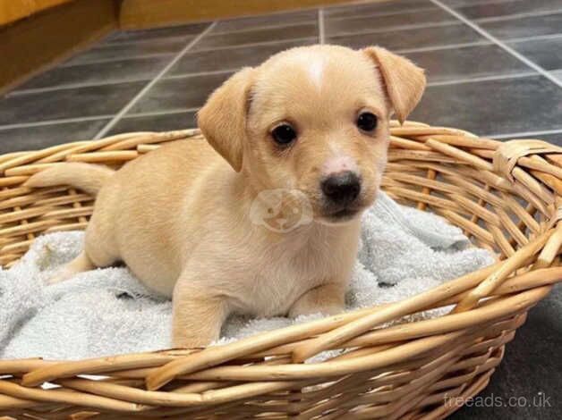 Jack russell puppies for sale in Sevenoaks, Kent - Image 1