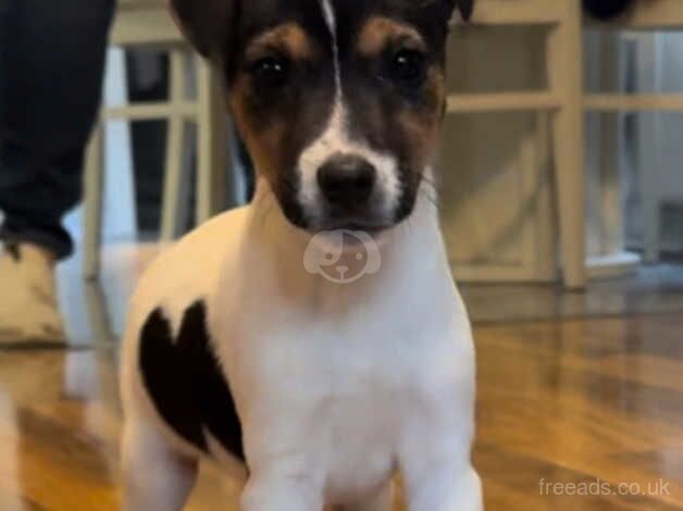 Jack Russell puppies for sale in Sevenoaks, Kent - Image 1