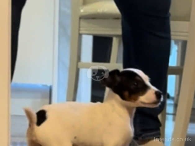 Jack Russell puppies for sale in Sevenoaks, Kent - Image 3