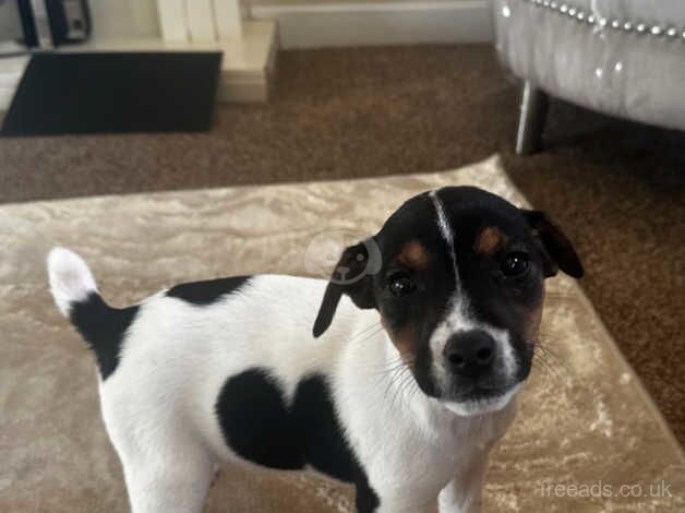 Jack Russell Puppies for sale