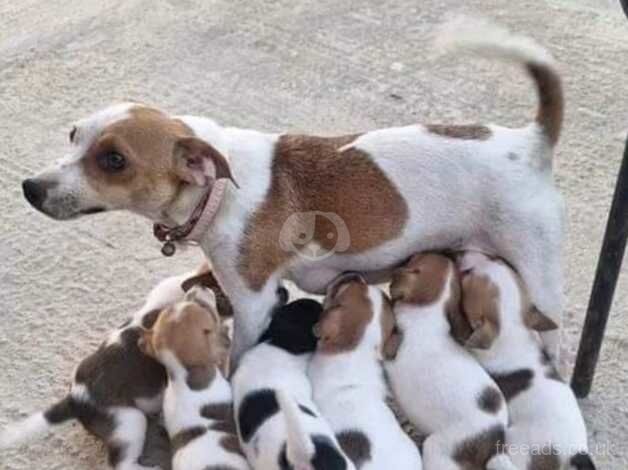 Jack russell puppies for sale in Warwick, Warwickshire